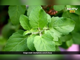 Tulsi leaves: तुम्ही रोज तुळशीची पानं खाता का? मग ही बातमी नक्की वाचा, जाणून घ्या साईड इफेक्ट Tulsi leaves: तुम्ही रोज तुळशीची पानं खाता का? मग ही बातमी नक्की वाचा, जाणून घ्या साईड इफेक्ट