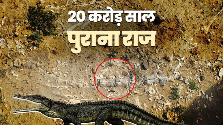जैसलमेर में खुला 20 करोड़ साल पुराना राज, मिला डायनासोर के जमाने का 'मगरमच्‍छ'  