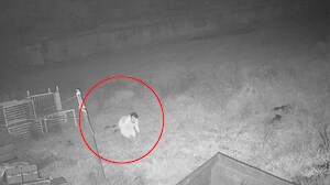 On Camera, Man Steals Brass Elephant From Ex Chhattisgarh Minister's Home