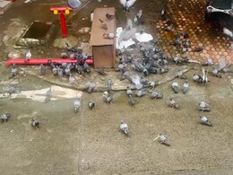 दादरमध्ये तयार होतोय नवीन कबुतरखाना? जैनांच्या कृतीने स्थानिकांमध्ये संताप