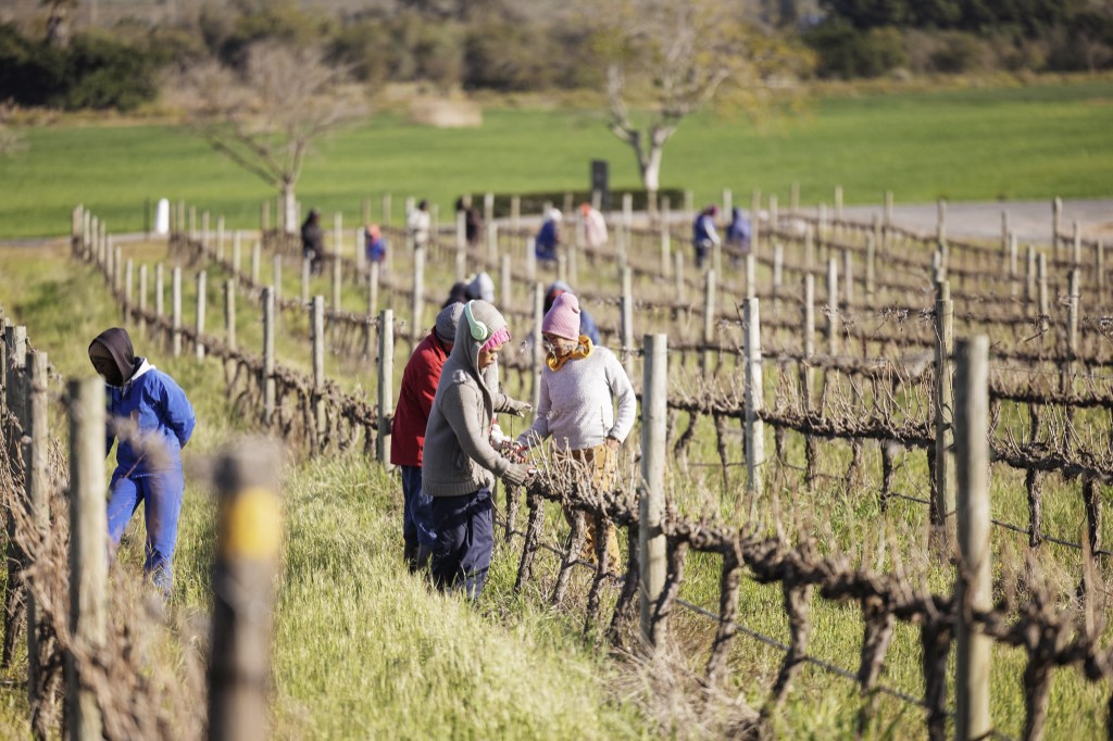 Trump's Tariff Plans Worry South African Farmers, Put Jobs At Risk