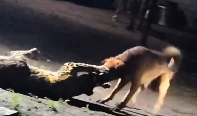 Video: In Dog vs Leopard Clash In Nashik, An Unlikely Winner