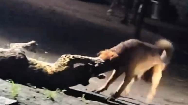 Video: Stray Dog's Brutal Beatdown Of Leopard, Drags It 300 Metres