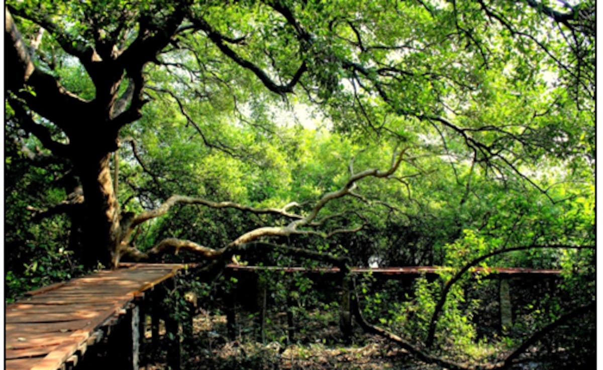 Coringa Wildlife Sanctuary, Andhra Pradesh Coringa Wildlife Sanctuary, Andhra Pradesh