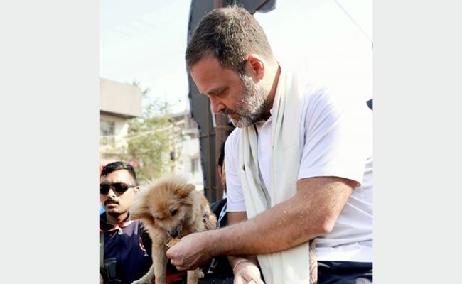 "Step Back On Humane Policy": Rahul Gandhi On Supreme Court's Stray Dog Order