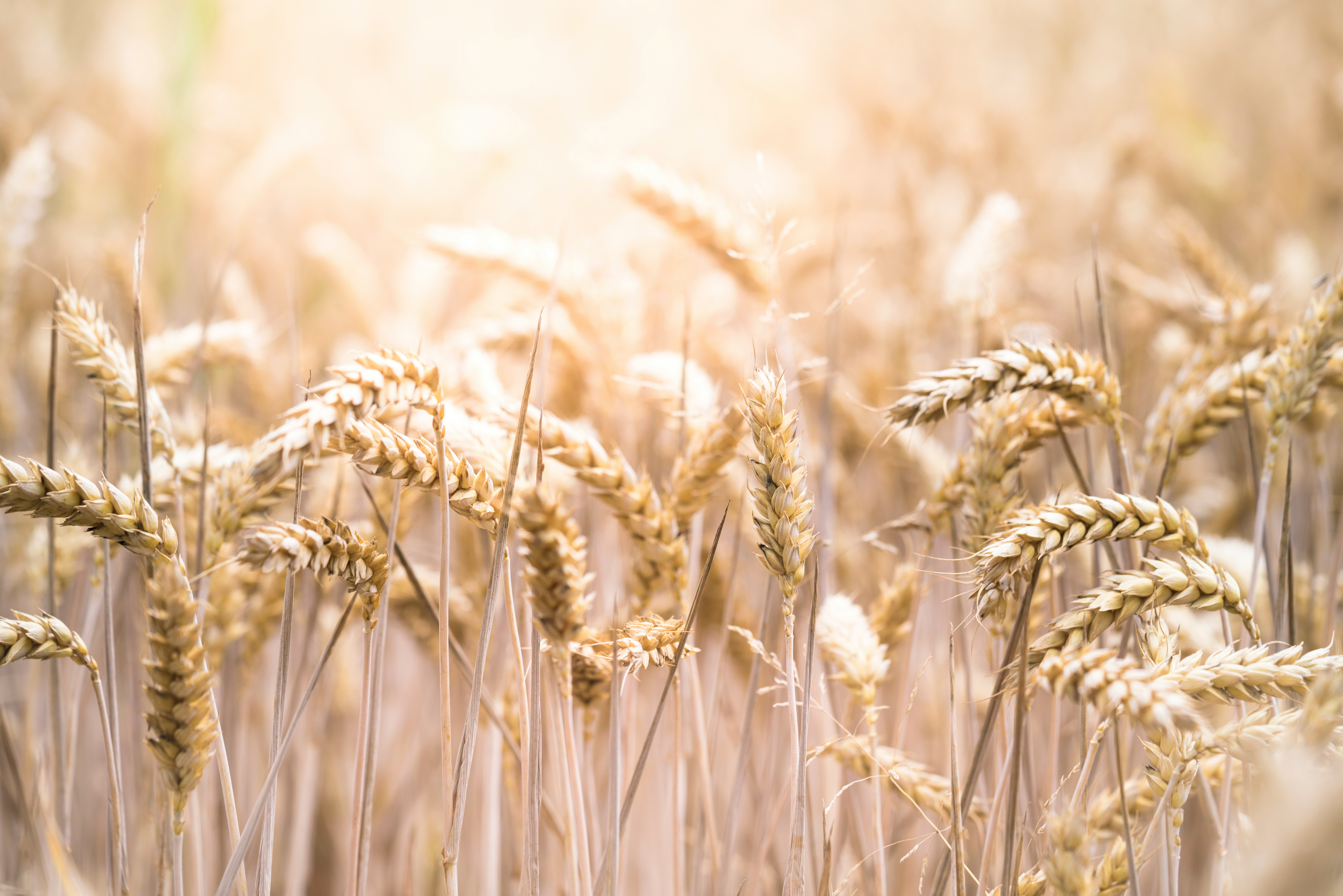 Centre Tightens Wheat Stock Limit To Prevent Artificial Scarcity