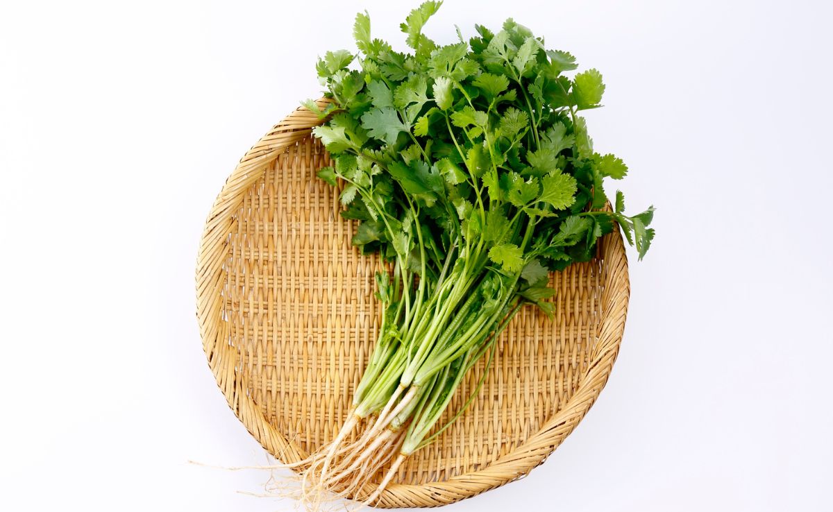 5 Clever Ways To Use Coriander Stems Instead Of Throwing Them Away