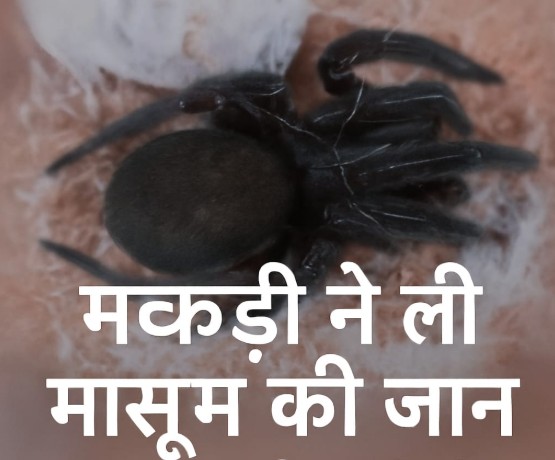 असम में काली मकड़ी के काटने से मासूम की मौत, टोकरी से अंडे निकालते वक्त काटा