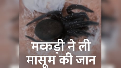 असम में काली मकड़ी के काटने से मासूम की मौत, टोकरी से अंडे निकालते वक्त काटा