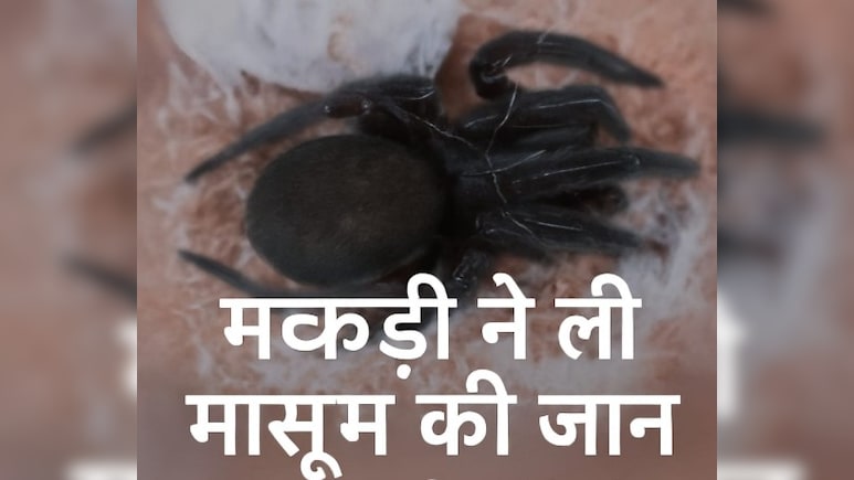 असम में काली मकड़ी के काटने से मासूम की मौत, टोकरी से अंडे निकालते वक्त काटा असम में काली मकड़ी के काटने से मासूम की मौत, टोकरी से अंडे निकालते वक्त काटा