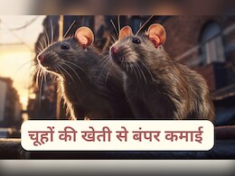 इस देश में लगातार बढ़ रहा चूहों की खेती का ट्रेंड, हर साल लाखों की कमाई कर रहे हैं लोग