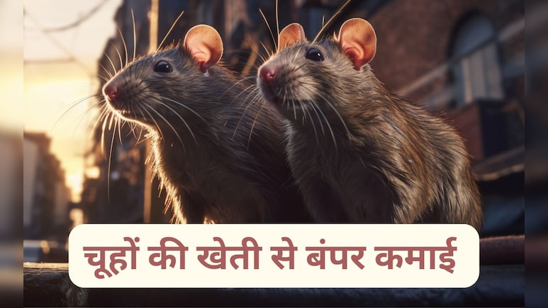 इस देश में लगातार बढ़ रहा चूहों की खेती का ट्रेंड, हर साल लाखों की कमाई कर रहे हैं लोग इस देश में लगातार बढ़ रहा चूहों की खेती का ट्रेंड, हर साल लाखों की कमाई कर रहे हैं लोग