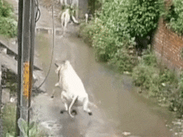 Watch: पानी से भरे गड्ढे को पार करते समय गाय को लगा करंट, तड़पकर निकली जान, CCTV फुटेज देख छलक आएंगे आंसू Watch: पानी से भरे गड्ढे को पार करते समय गाय को लगा करंट, तड़पकर निकली जान, CCTV फुटेज देख छलक आएंगे आंसू