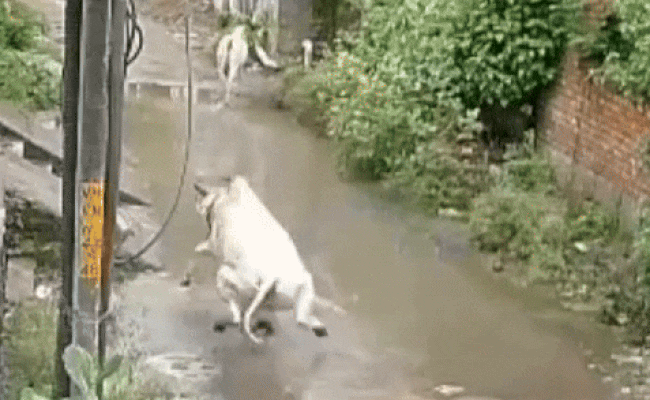 Watch: पानी से भरे गड्ढे को पार करते समय गाय को लगा करंट, तड़पकर निकली जान, CCTV फुटेज देख छलक आएंगे आंसू Watch: पानी से भरे गड्ढे को पार करते समय गाय को लगा करंट, तड़पकर निकली जान, CCTV फुटेज देख छलक आएंगे आंसू