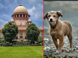 'अगर कुत्तों के काटने से किसी बच्चे-बुजुर्ग की मौत हुई तो राज्य को देना होगा भारी मुआवजा', SC की सख्त टिप्पणी