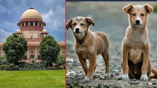 'अगर कुत्तों के काटने से किसी बच्चे-बुजुर्ग की मौत हुई सो राज्य को देना होगा भारी मुआवजा', SC की सख्त टिप्पणी