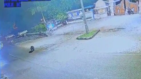 Rajasthan: माउंट आबू की सड़कों पर बेखौफ चहलकदमी करता दिखा भालू , CCTV में कैद हुई मस्ती