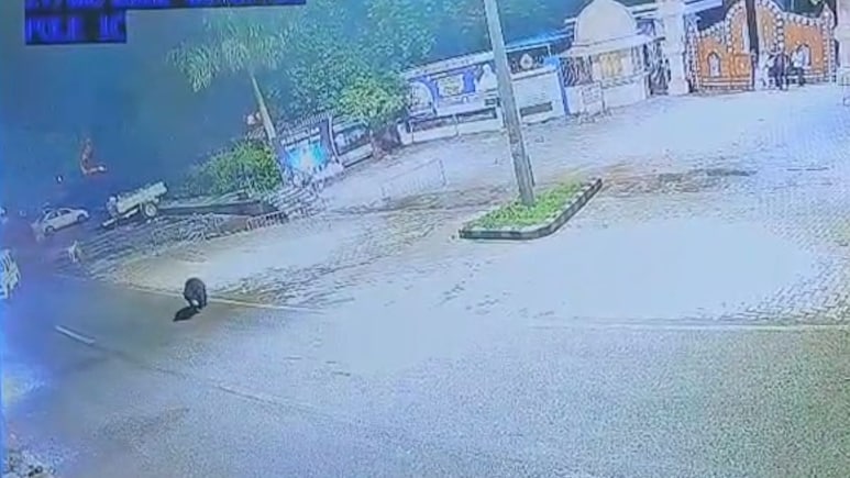 Rajasthan: माउंट आबू की सड़कों पर बेखौफ चहलकदमी करता दिखा भालू , CCTV में कैद हुई मस्ती Rajasthan: माउंट आबू की सड़कों पर बेखौफ चहलकदमी करता दिखा भालू , CCTV में कैद हुई मस्ती
