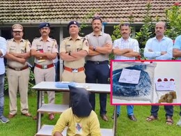 Crime News : रत्नागिरीत 2.5 कोटी रुपयांची 'व्हेलची उलटी' जप्त, एकाला अटक