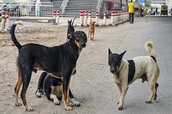'Relocate Them To Shelters': Supreme Court Order On Stray Dog Menace 'Relocate Them To Shelters': Supreme Court Order On Stray Dog Menace
