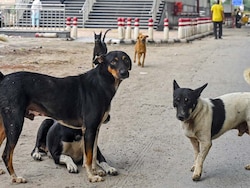 Amid Row, Bigger Supreme Court Bench To Hear Stray Dog Case Tomorrow