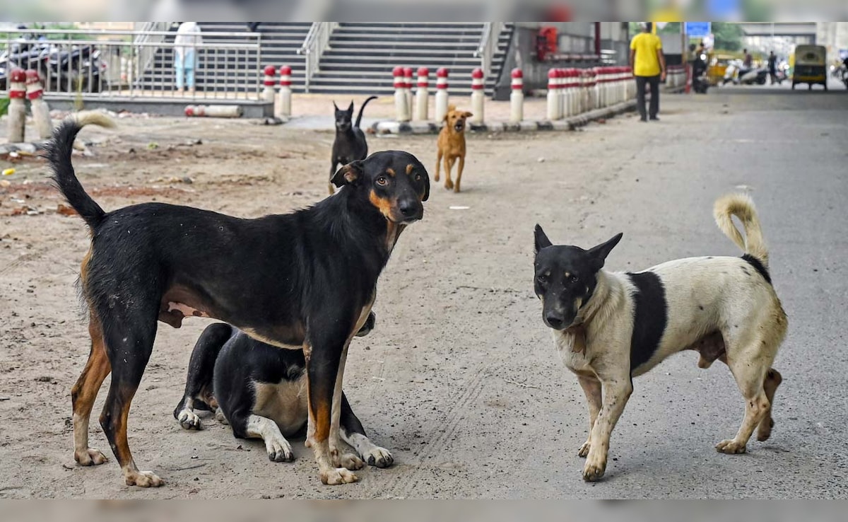 Delhi stray dogs: Supreme Court order sparks animal rights outcry