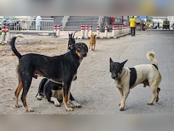 Opinion | Delhi Has Zero State-Run Shelters. How Will It House 10 Lakh Stray Dogs?