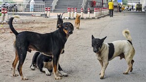 'Relocate Them To Shelters': Supreme Court Order On Stray Dog Menace