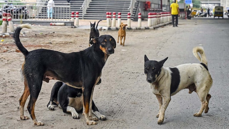 Opinion | Delhi Has Zero State-Run Shelters. How Will It House 10 Lakh Stray Dogs?