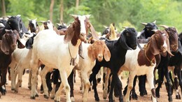 ग्वालियर में चोरों ने हद कर दी, घर के बाड़े में बंधी 50 बकरियां उड़ा ले गए , अब CCTV खंगाल रही पुलिस