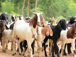 ग्वालियर में चोरों ने हद कर दी, घर के बाड़े में बंधी 50 बकरियां उड़ा ले गए , अब CCTV खंगाल रही पुलिस ग्वालियर में चोरों ने हद कर दी, घर के बाड़े में बंधी 50 बकरियां उड़ा ले गए , अब CCTV खंगाल रही पुलिस