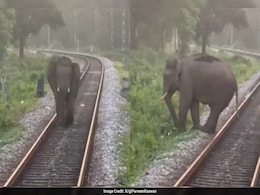 Watch: Elephant Saved After It Wanders On Train Track In Bengal, Forest Officer Shares Video Watch: Elephant Saved After It Wanders On Train Track In Bengal, Forest Officer Shares Video