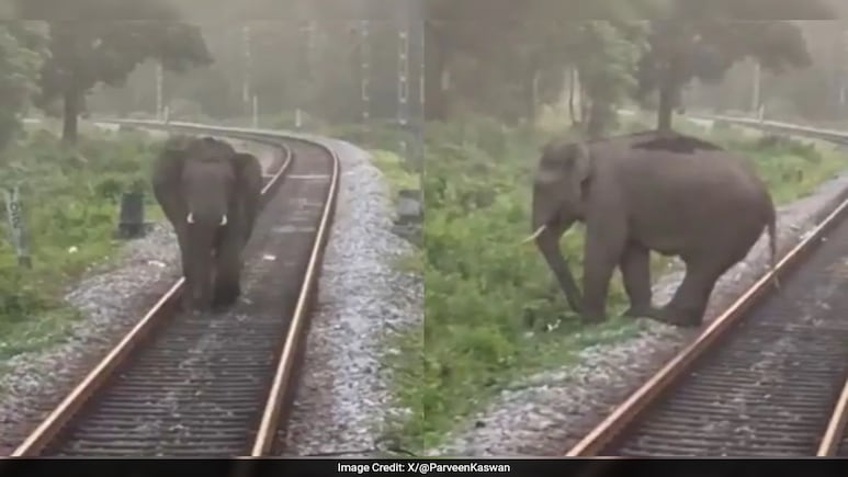 Watch: Elephant Saved After It Wanders On Train Track In Bengal, Forest Officer Shares Video Watch: Elephant Saved After It Wanders On Train Track In Bengal, Forest Officer Shares Video