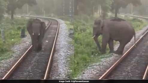 रेलवे ट्रैक पर चल रहा था हाथी, तभी सामने से आ गई ट्रेन, आगे जो हुआ, लोको पायलट को सलाम कर रहे लोग