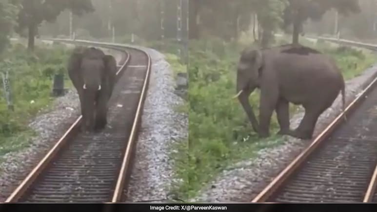 रेलवे ट्रैक पर चल रहा था हाथी, तभी सामने से आ गई ट्रेन, आगे जो हुआ, लोको पायलट को सलाम कर रहे लोग