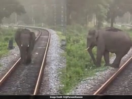 रेलवे ट्रैक पर चल रहा था हाथी, तभी सामने से आ गई ट्रेन, आगे जो हुआ, लोको पायलट को सलाम कर रहे लोग रेलवे ट्रैक पर चल रहा था हाथी, तभी सामने से आ गई ट्रेन, आगे जो हुआ, लोको पायलट को सलाम कर रहे लोग