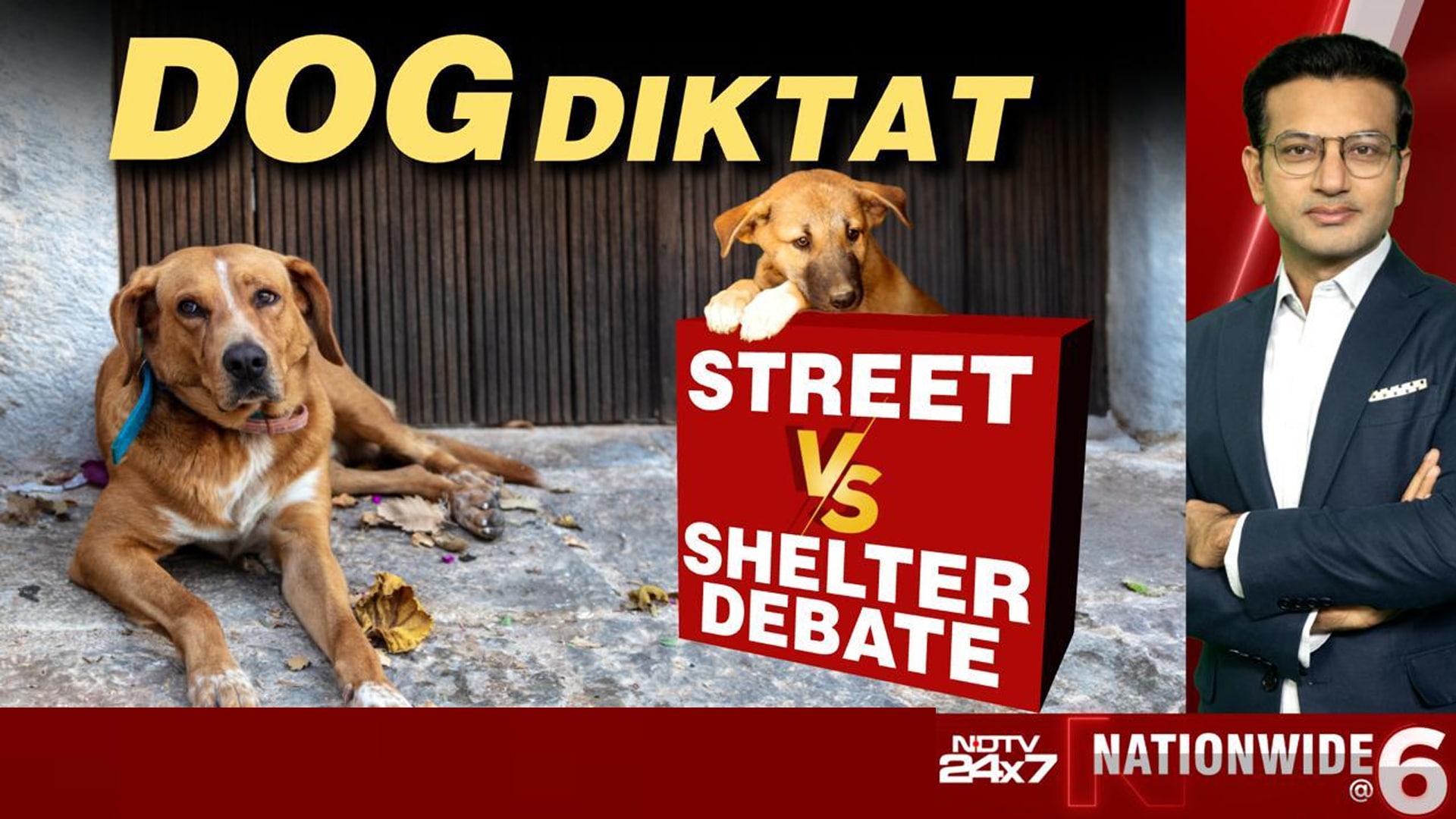 Dog Diktat: Street Vs Shelter Debate
