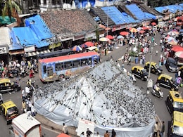 Bombay High Court Okays Expert Panel On Pigeon Row, Halts Civic Body's Controlled Feeding Plan Bombay High Court Okays Expert Panel On Pigeon Row, Halts Civic Body's Controlled Feeding Plan