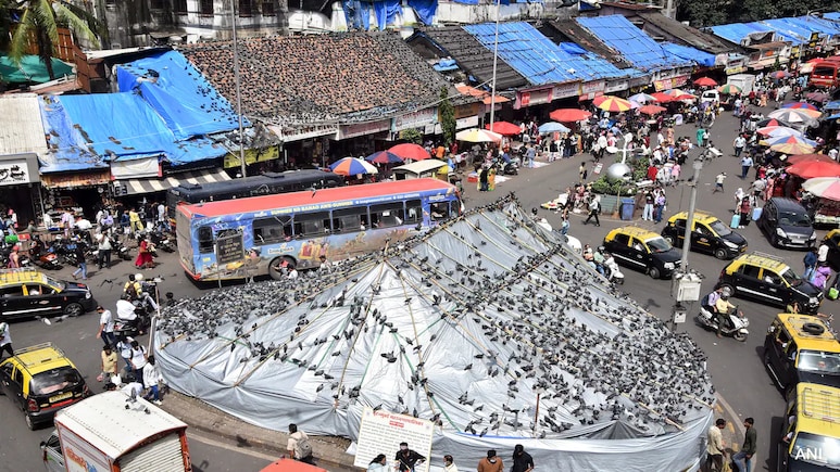 Bombay High Court Okays Expert Panel On Pigeon Row, Halts Civic Body's Controlled Feeding Plan Bombay High Court Okays Expert Panel On Pigeon Row, Halts Civic Body's Controlled Feeding Plan