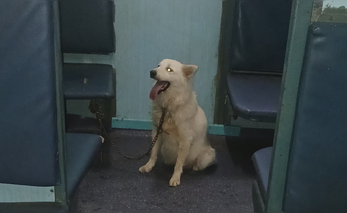 Pet Dog Found Tied In Sleeper Coach, Delays Train By An Hour