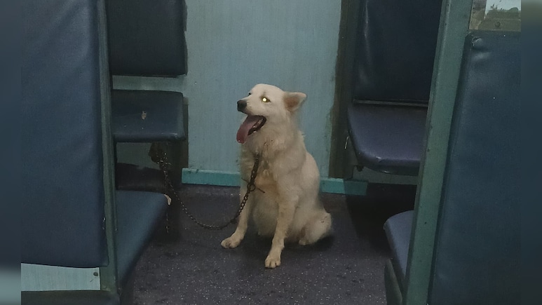 Pet Dog Found Tied In Sleeper Coach, Delays Train By An Hour