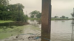 Rajasthan: खेती भी तबाह और चारा भी बर्बाद, भारी बारिश के चलते किसानों के लिए खड़ी हो गई परेशानी