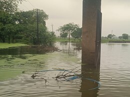 Rajasthan: खेती भी तबाह और चारा भी बर्बाद, भारी बारिश के चलते किसानों के लिए खड़ी हो गई परेशानी