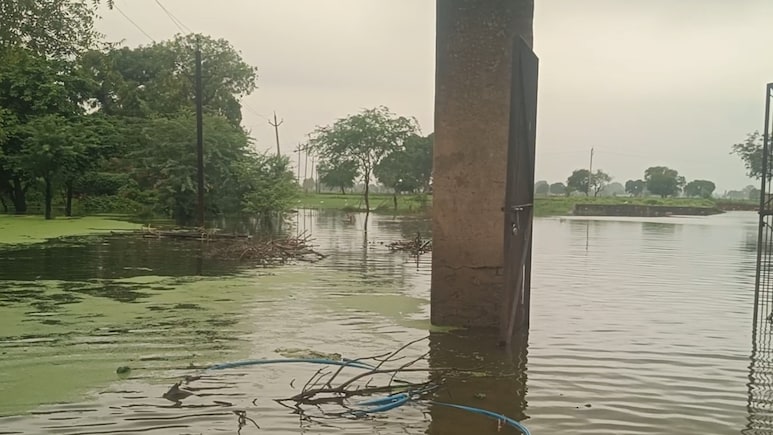 Rajasthan: खेती भी तबाह और चारा भी बर्बाद, भारी बारिश के चलते किसानों के लिए खड़ी हो गई परेशानी