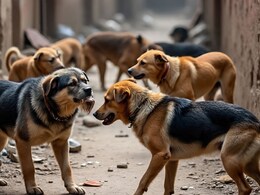 Rajasthan: अजमेर के किशनगढ़ में 'आवारा' कुत्तों का खौफ, रोज 10-15 लोग हो रहे हैं शिकार, दहशत में लोग