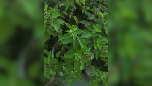 सेहत के लिए किसी वरदान से कम नहीं तुलसी, इन 5 रोगों के लिए है काल, जानिए सेवन का तरीका