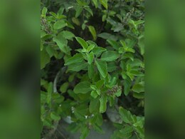 सेहत के लिए किसी वरदान से कम नहीं तुलसी, इन 5 रोगों के लिए है काल, जानिए सेवन का तरीका सेहत के लिए किसी वरदान से कम नहीं तुलसी, इन 5 रोगों के लिए है काल, जानिए सेवन का तरीका