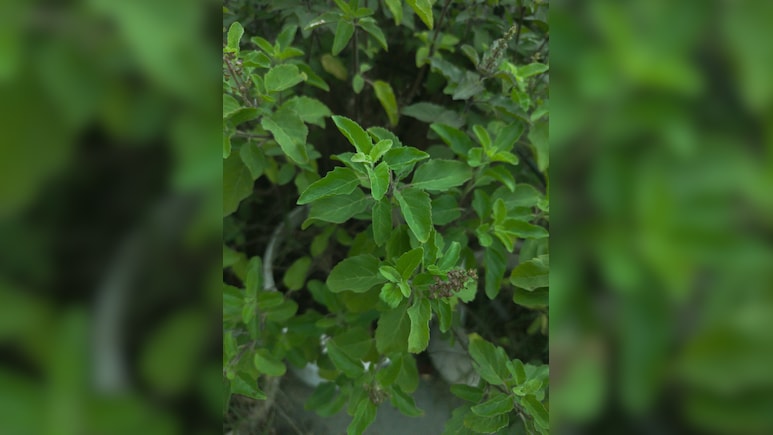 सेहत के लिए किसी वरदान से कम नहीं तुलसी, इन 5 रोगों के लिए है काल, जानिए सेवन का तरीका सेहत के लिए किसी वरदान से कम नहीं तुलसी, इन 5 रोगों के लिए है काल, जानिए सेवन का तरीका