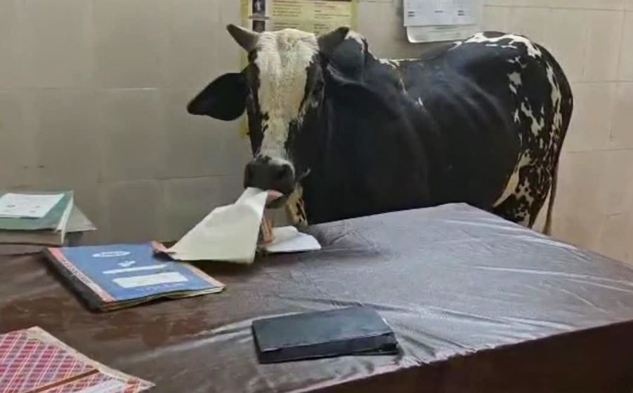 अस्पताल के डॉक्टर रूम में घुसा सांड, चट कर गया काम के कागज़, स्टाफ रहा नदारद