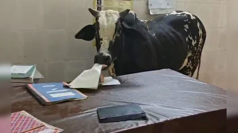 अस्पताल के डॉक्टर रूम में घुसा सांड, चट कर गया काम के कागज़, स्टाफ रहा नदारद
